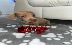 Dachshund dogs for sale: Dachshund puppies  - Image 2