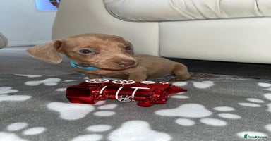 Dachshund dogs - Advert 28