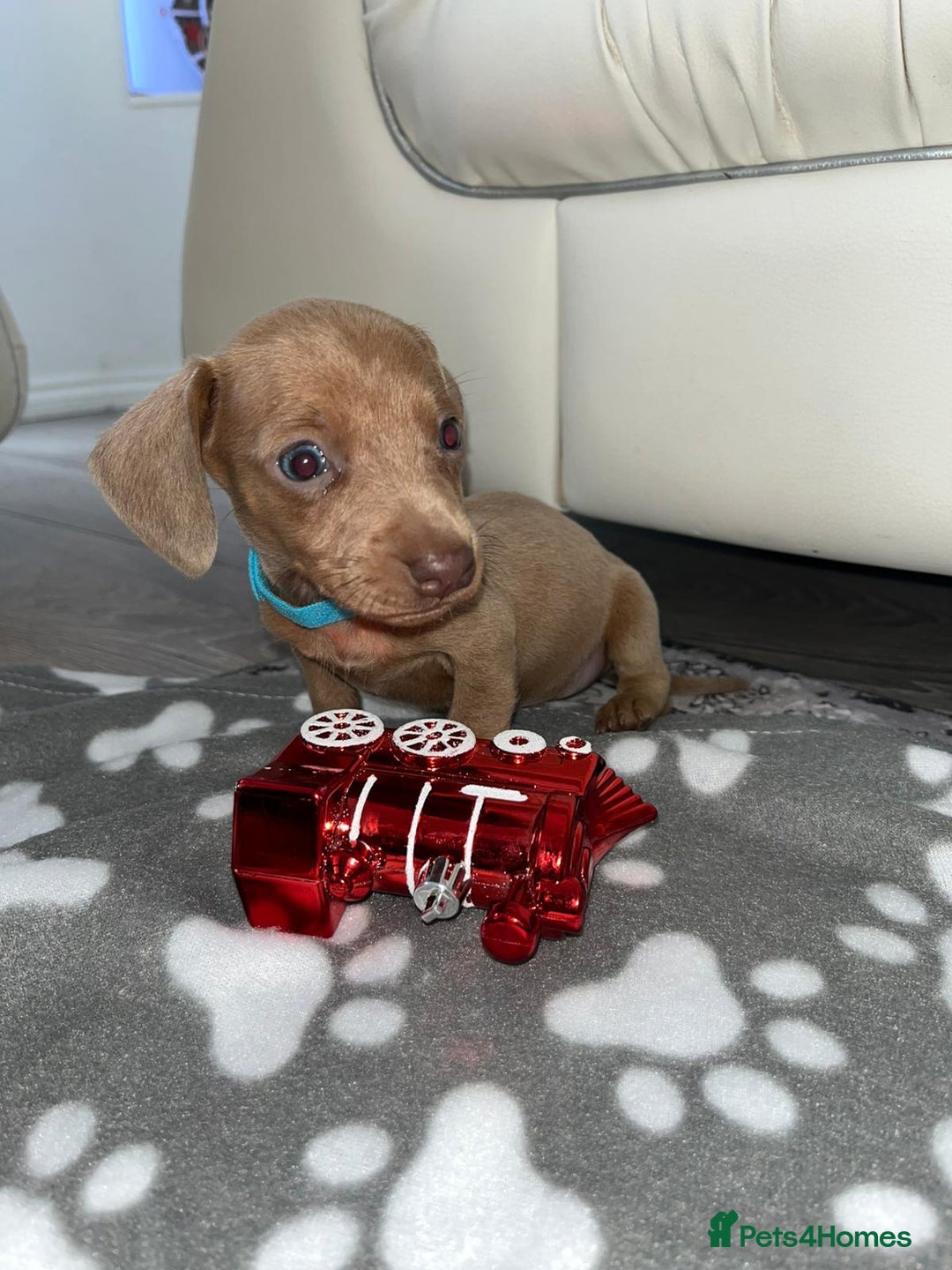 Dachshund dogs for sale: Dachshund puppies  - Image 2