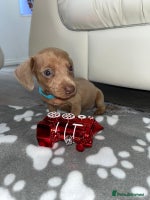 Dachshund dogs - Advert 8