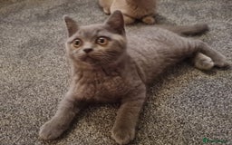 British Shorthair cats for sale: 2 beautiful boys looking for their new family - Image 3