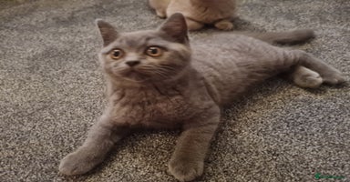 British Shorthair cats - Advert 4