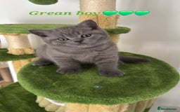 British Shorthair cats for sale: Blue British short hair kittens  in Braintree - Image 27
