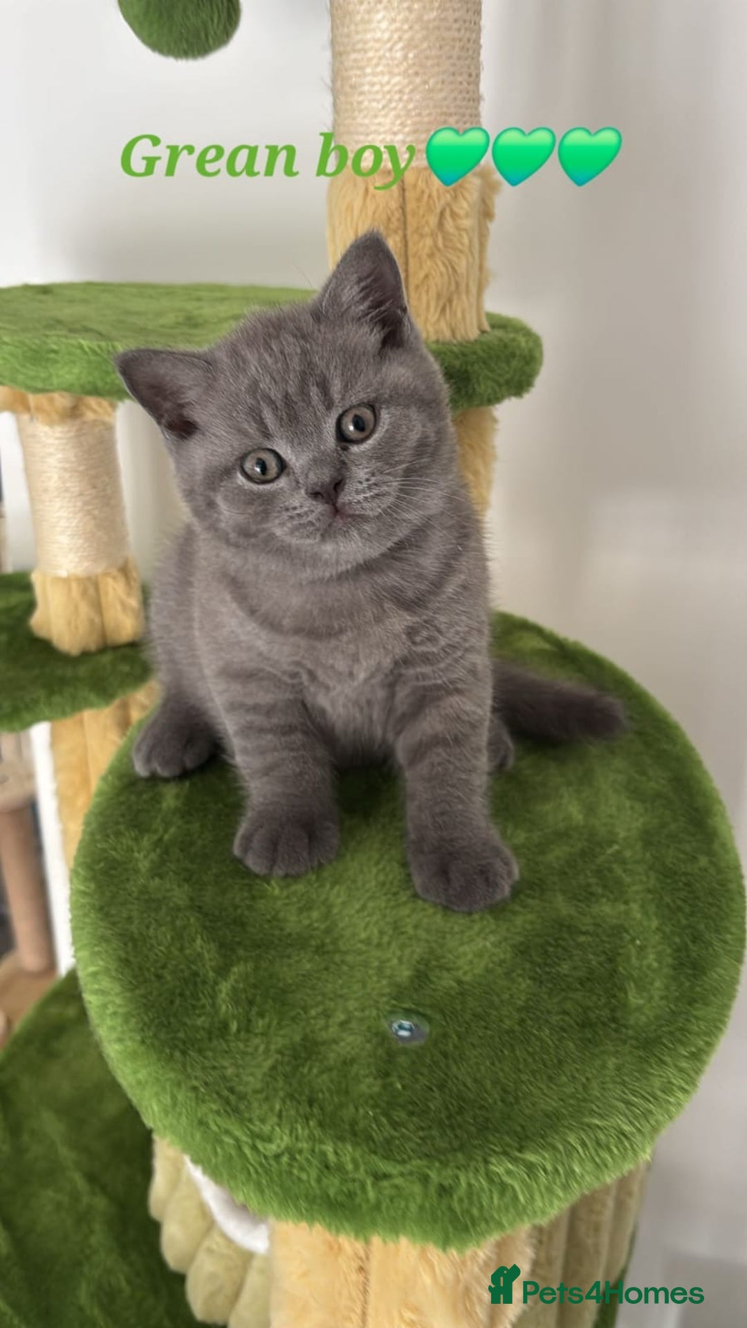 British Shorthair cats for sale: Blue British short hair kittens  in Braintree - Image 27