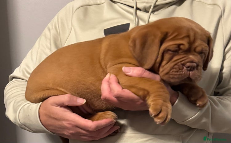 Dogue De Bordeaux dogs Outstanding Chunky KC DDB Puppies - Advert 2