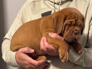 Dogue De Bordeaux dogs Outstanding Chunky KC DDB Puppies - Advert 7