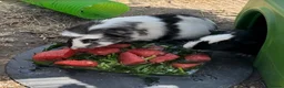 Guinea Pig rodents for sale: 2 black and white girls looking for their new home in Sunbury-on-Thames - Advert 2