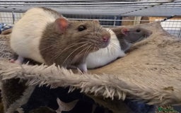 Rat rodents for sale: 2 male rats seeking a caring home - Image 1