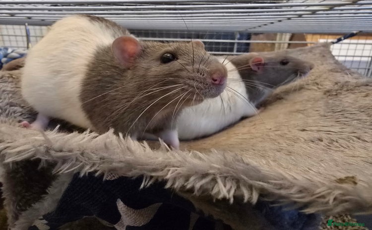 Rat rodents - Advert 1
