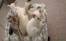 Siamese cats for sale: Blue point siamese male - Image 5