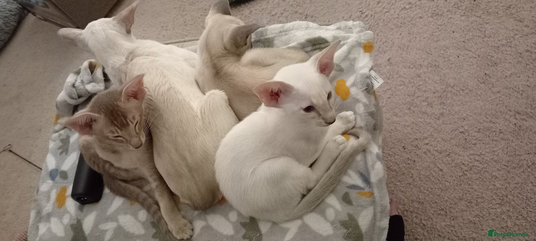 Siamese cats for sale: Blue point siamese male - Image 5