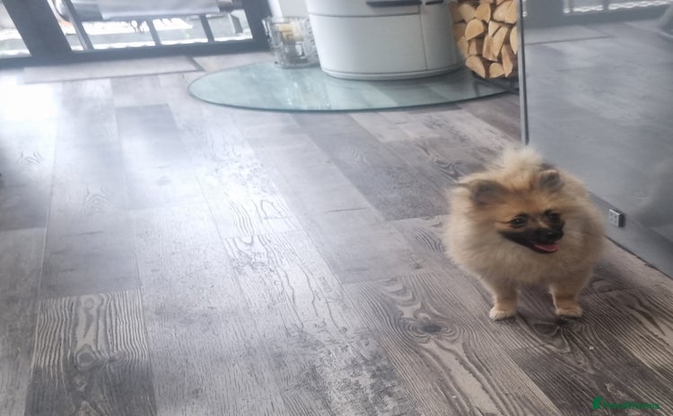 Pomeranian dogs in Bolton - Advert 3