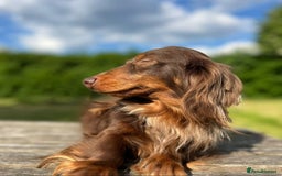 Miniature Dachshund dogs for sale: Kc Reg Long Haired Miniture Dachshund Puppies - Image 13