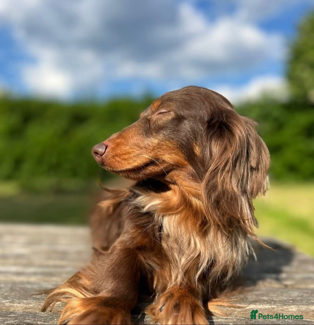 Miniature Dachshund dogs for sale: Kc Reg Long Haired Miniture Dachshund Puppies - Image 13