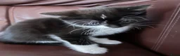 Mixed Breed cats for sale: 2 Beautiful Kittens  - Advert 6