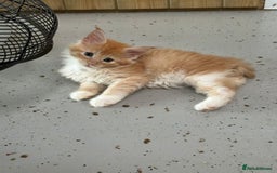 Maine Coon cats for sale: Red Maine coon female kittens, TICA reg - Image 1