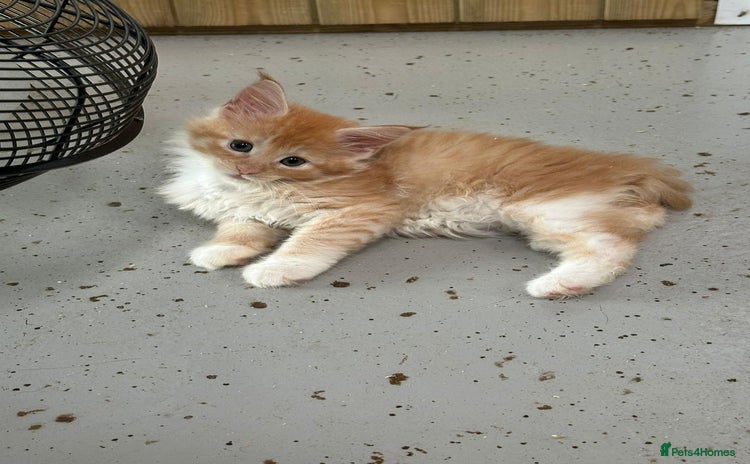 Maine Coon cats - Advert 6