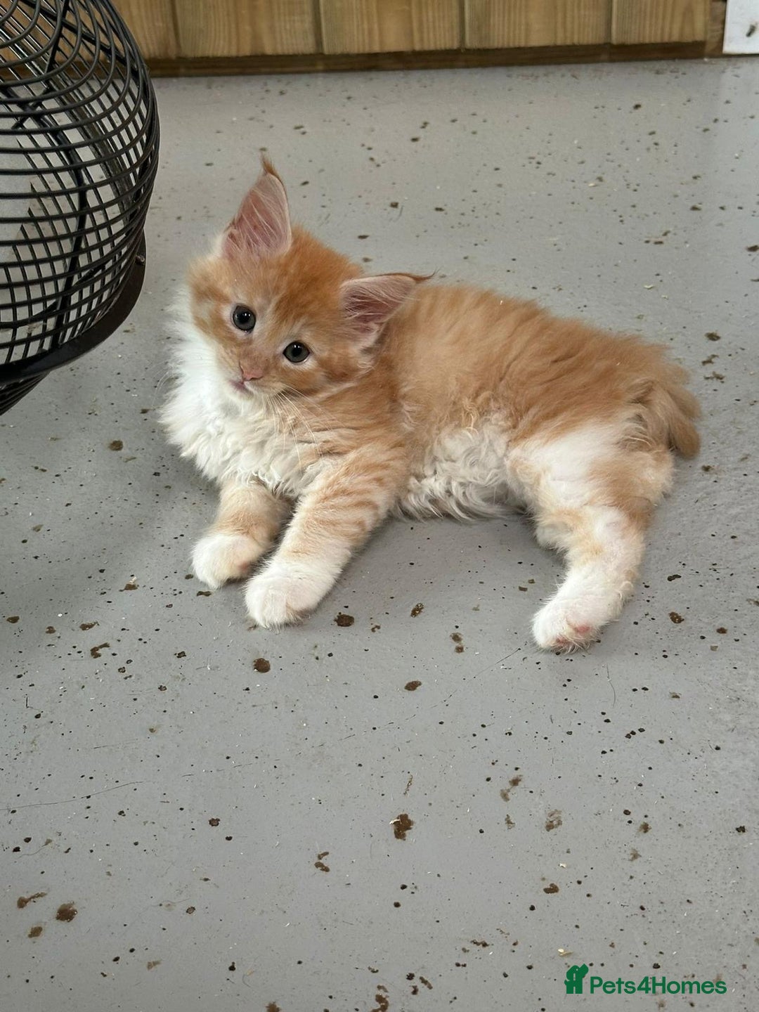 Maine Coon cats for sale: Red Maine coon female kittens, TICA reg - Image 1