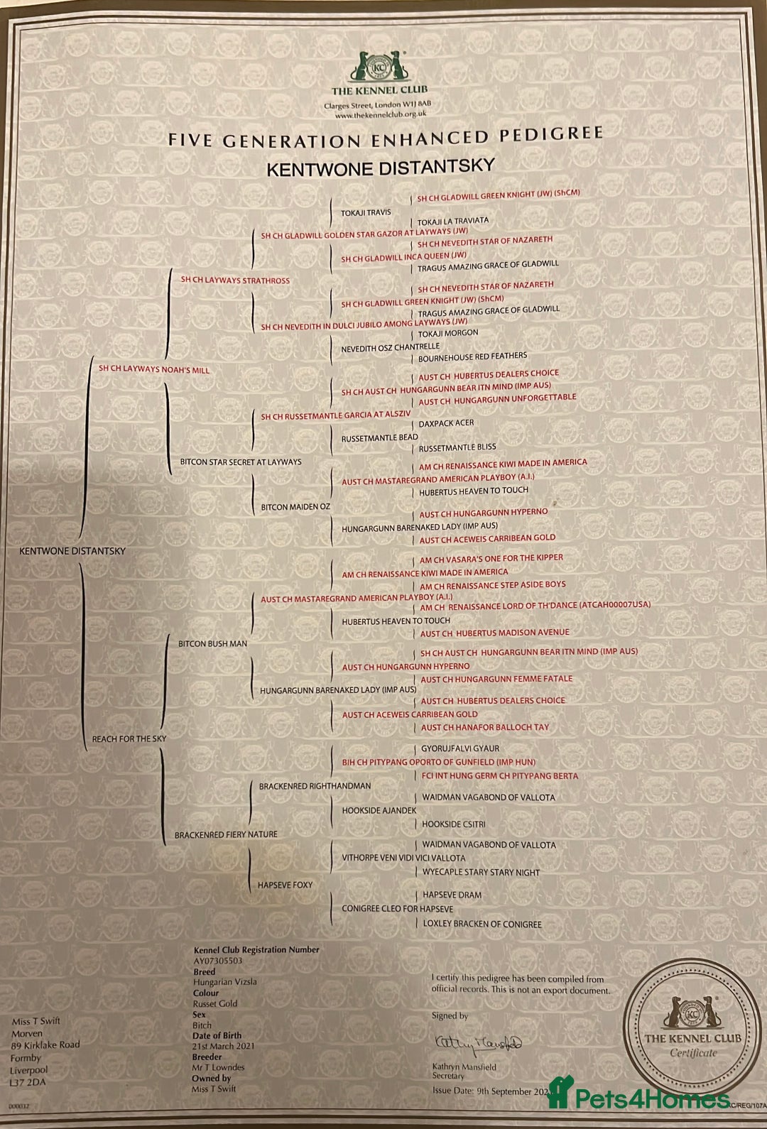 Hungarian Vizsla dogs for sale: Hungarian Vizsla Puppies - Advert 7