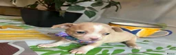 Chihuahua dogs for sale: Beautiful Chihuahua Puppies - Advert 7