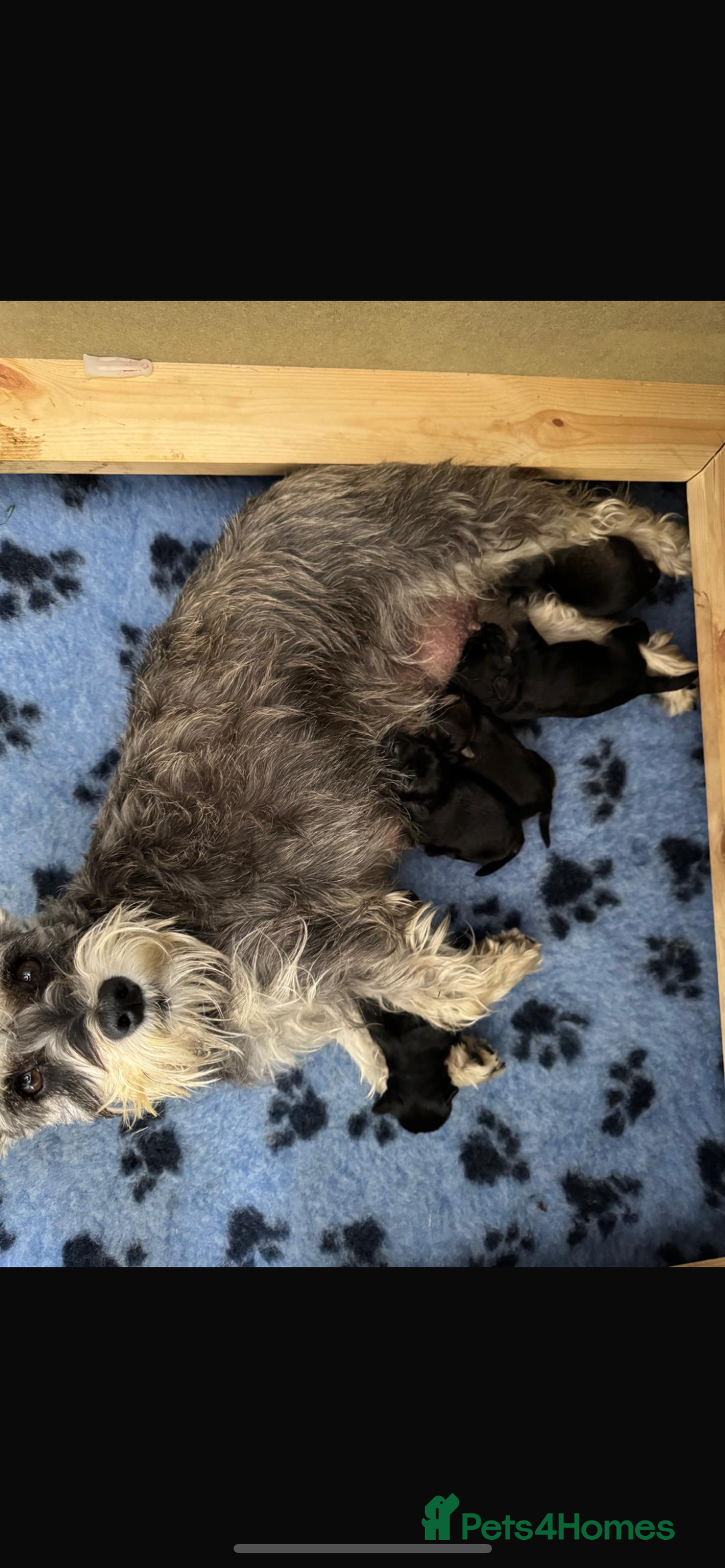 Miniature Schnauzer dogs for sale: 1 male miniature schnauzer puppy left - Image 2
