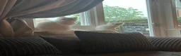 Ragdoll cats for sale: Very unique ragdoll x chinchilla Persian  - Advert 2