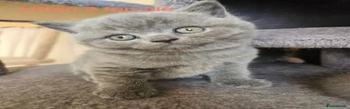 British Shorthair 4