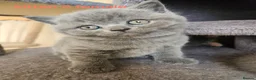 British Shorthair cats for sale: Champion lines British Shorthair kittens  - Advert 10