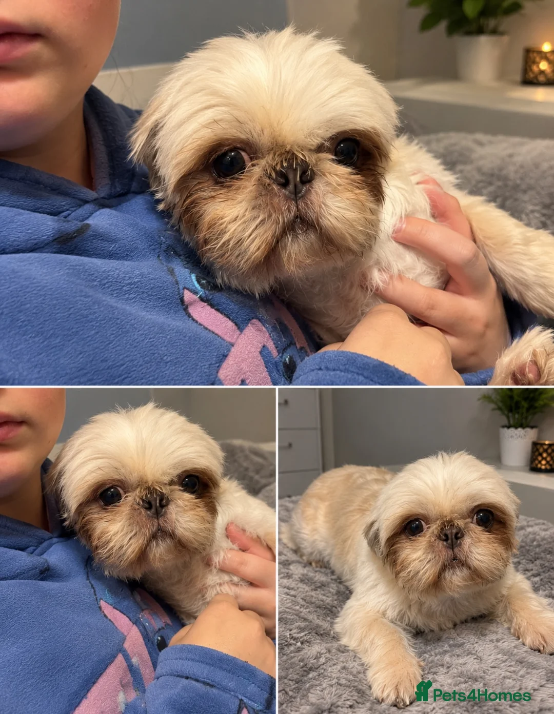 Shih Tzu dogs for sale: Beautiful Poppy Imperial/Miniature Shih Tzu  - Advert 1