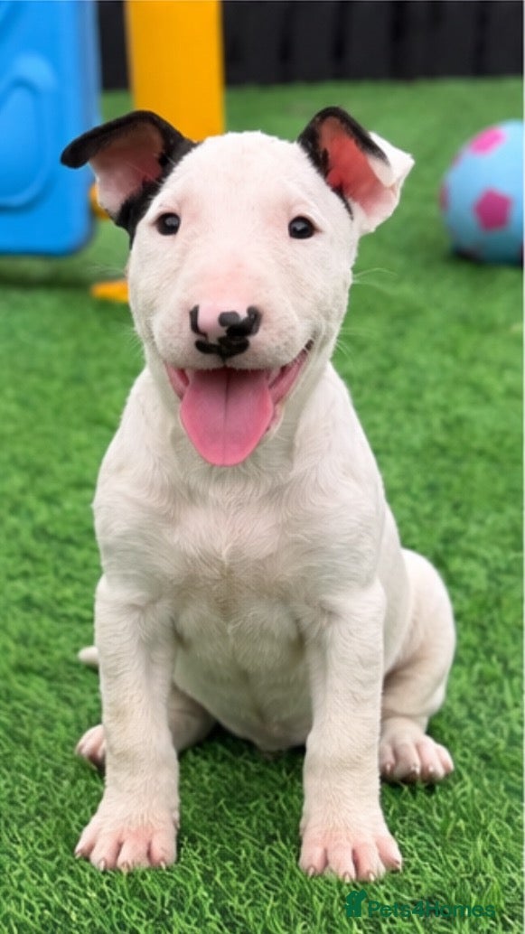 English Bull Terrier dogs Stunning English bull terrier puppies for sale  - Advert 2
