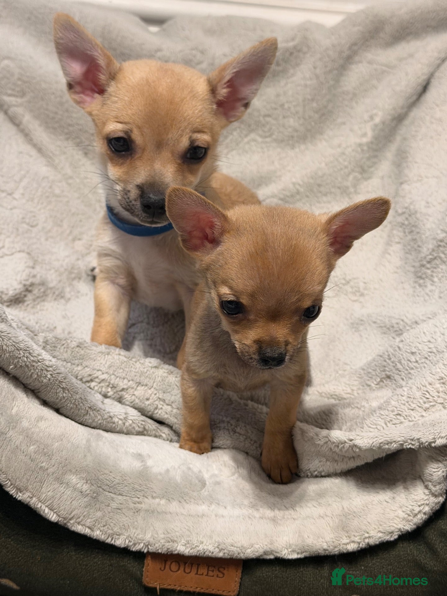 Pomchi dogs Pomchi  - Advert 1