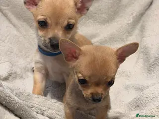 Pomchi dogs Pomchi - Advert 1