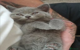 British Shorthair cats for sale: BRITISH SHORT HAIR KITTENS  in Gloucester - Image 11