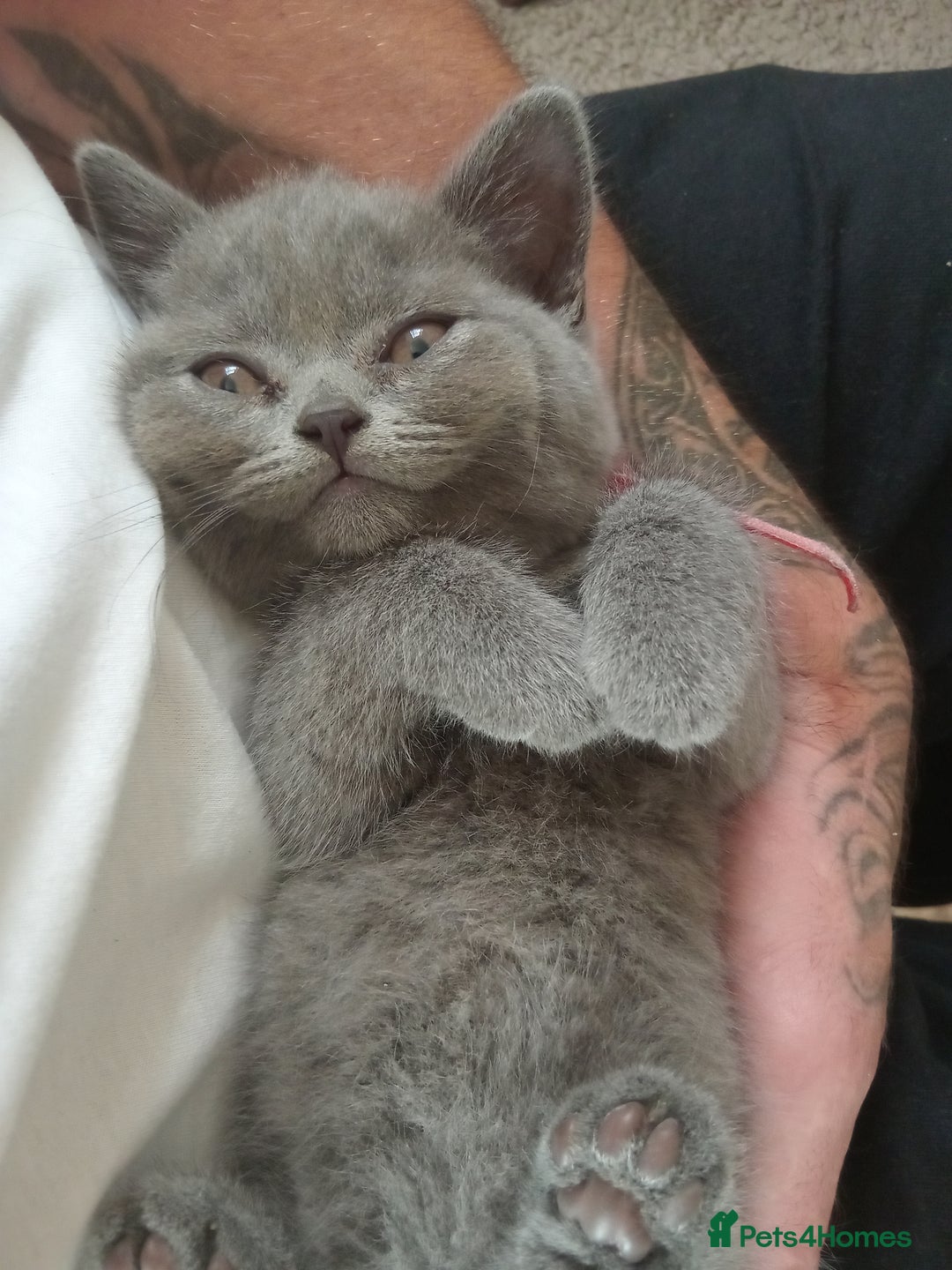 British Shorthair cats for sale: BRITISH SHORT HAIR KITTENS  in Gloucester - Image 11
