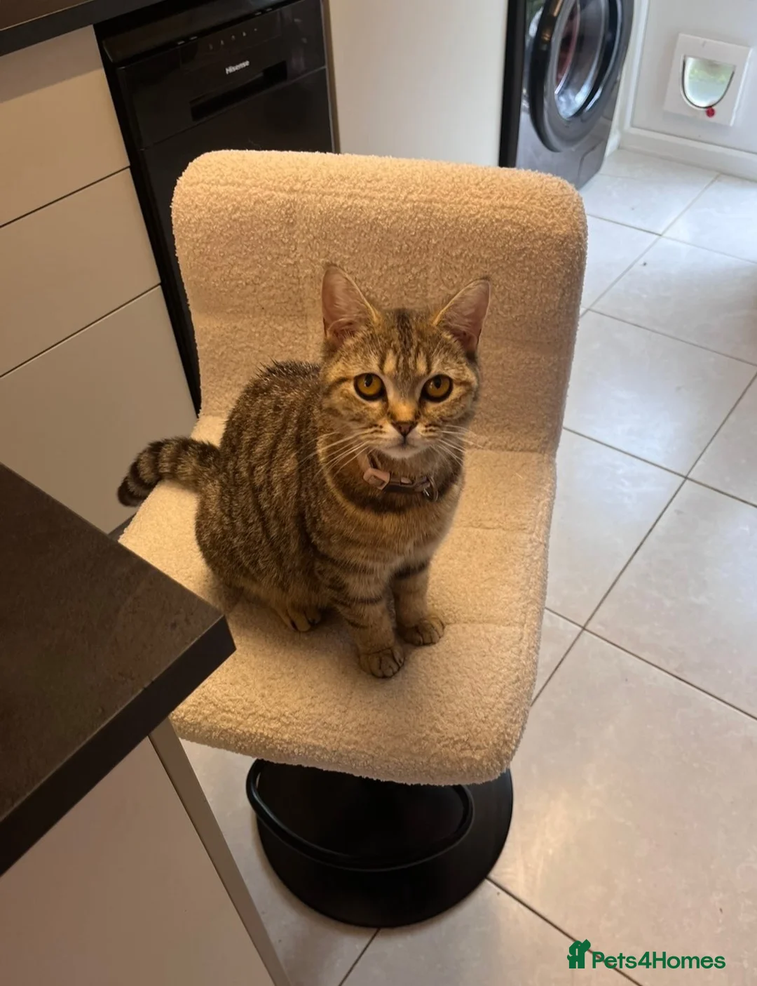British Shorthair cats for sale: Beautiful litter of BSH with some lovely markings  in Preston - Advert 1
