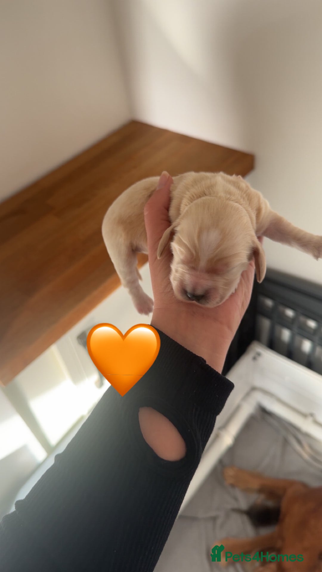 Cocker Spaniel dogs for sale: Stunning KC show cocker spaniels  - Image 28