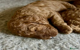 Cockapoo dogs for sale: Beautiful fox red cockapoo pups  - Image 10