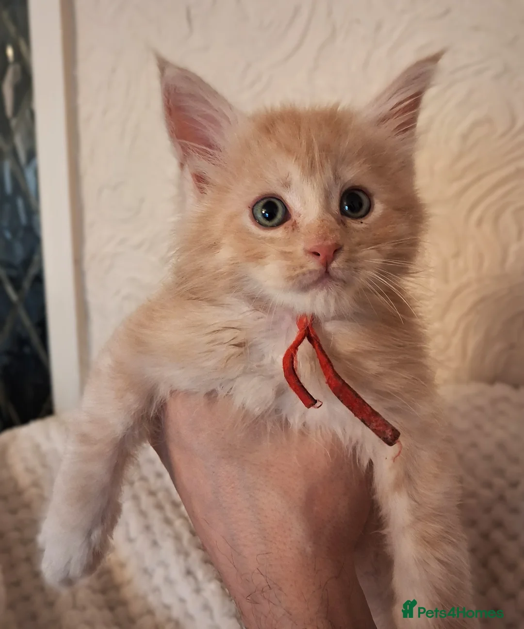 Maine Coon cats for sale: TICA Reg Maine Coon Kittens. Cream. Red. Tortie  - Advert 2