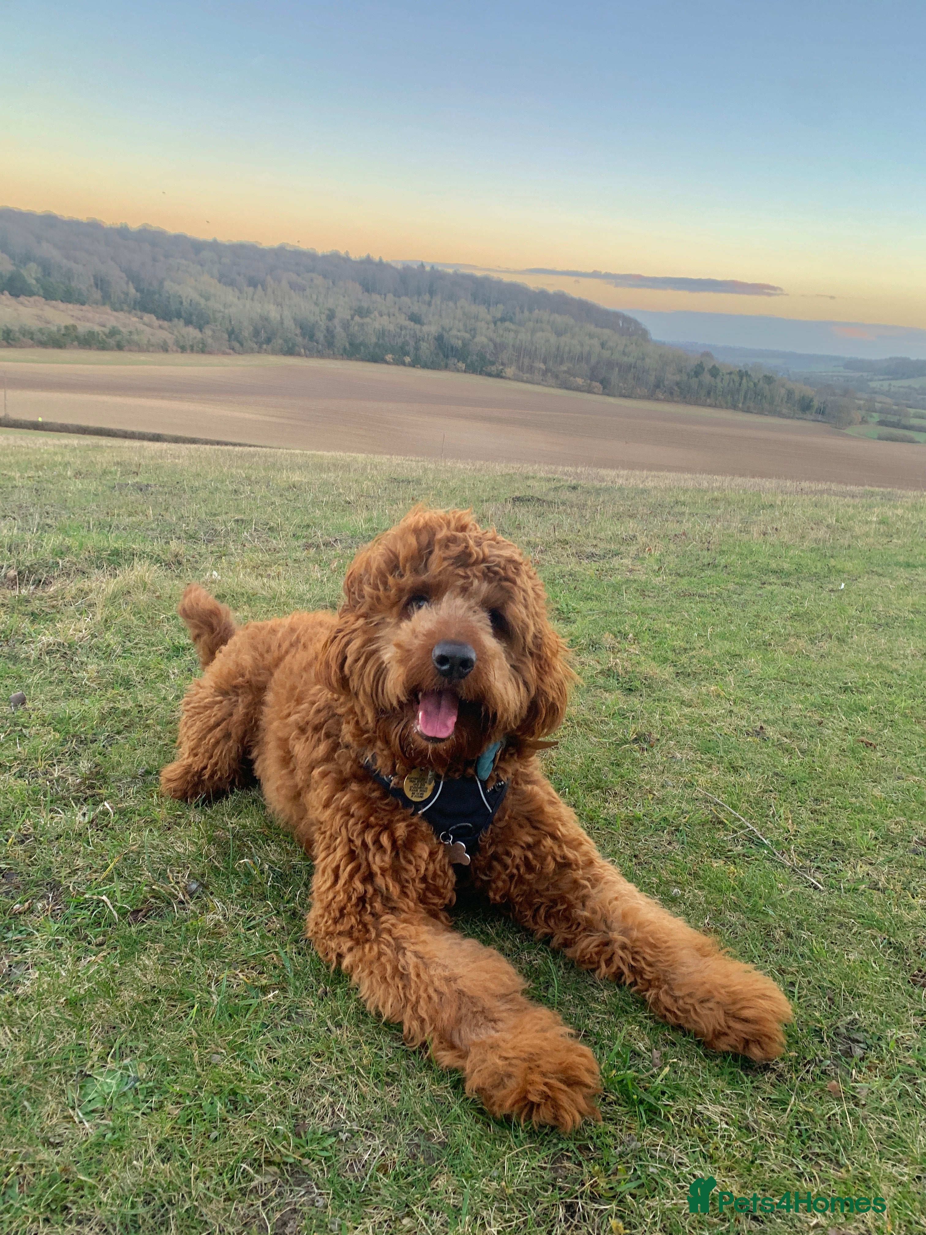 Australian Labradoodle dogs Australian Labradoodle Stud | Hips 7, Elbows 0 - Advert 4