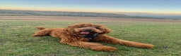Australian Labradoodle dogs for stud: Australian Labradoodle - Fully Tested, Top Lines - Advert 16