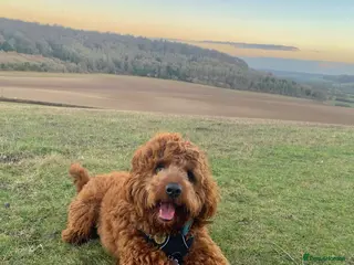 Australian Labradoodle dogs Australian Labradoodle Stud | Hips 7, Elbows 0 - Advert 1