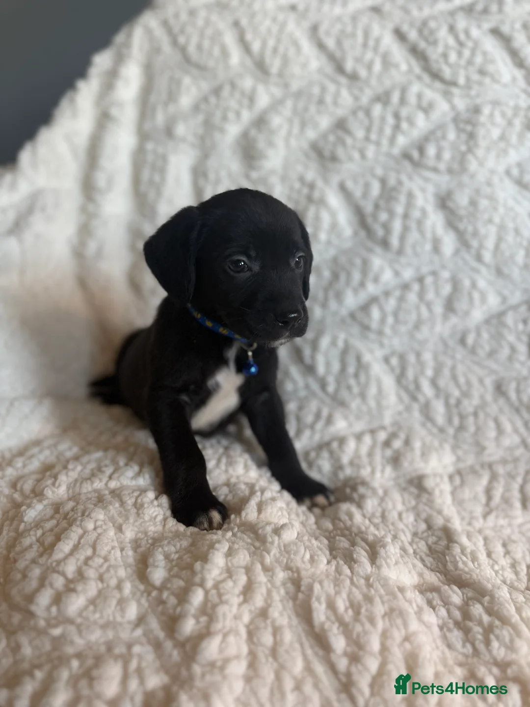 Mixed Breed dogs for sale: 9 playful beagledoor  - Advert 7