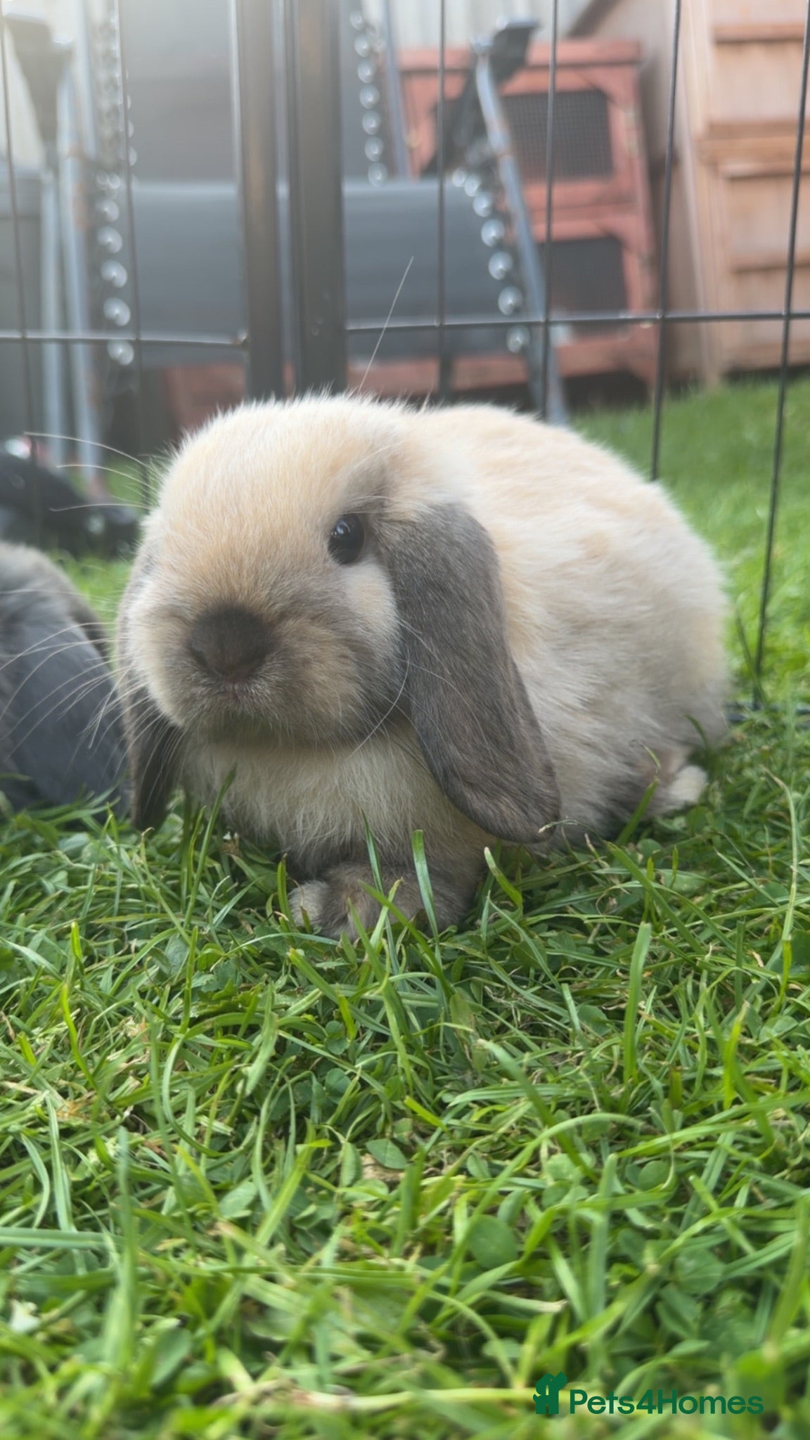 Mini Lop rabbits Pure bred mini lop bucks ready now - Advert 1