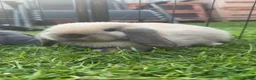 Mini Lop rabbits for sale: Pure bred mini lop bucks ready now - Advert 1