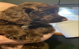 Cockapoo dogs for sale: last F1 boy ready now - Image 15