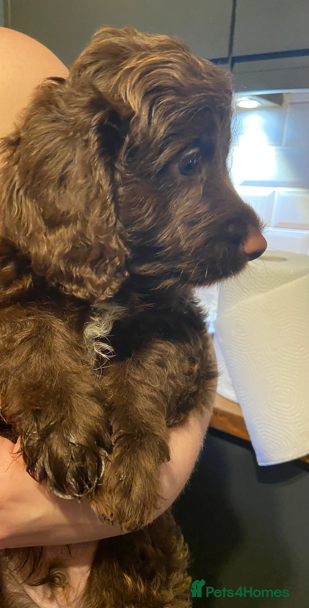 Cockapoo dogs for sale: last F1 boy ready now - Image 15