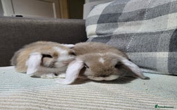 Mini Lop rabbits for sale: Beautiful Sister Mini Lops  - Image 2