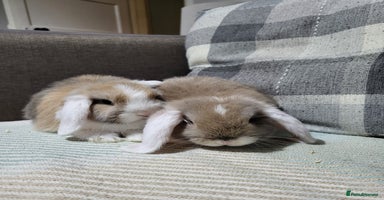 Mini Lop rabbits - Advert 3