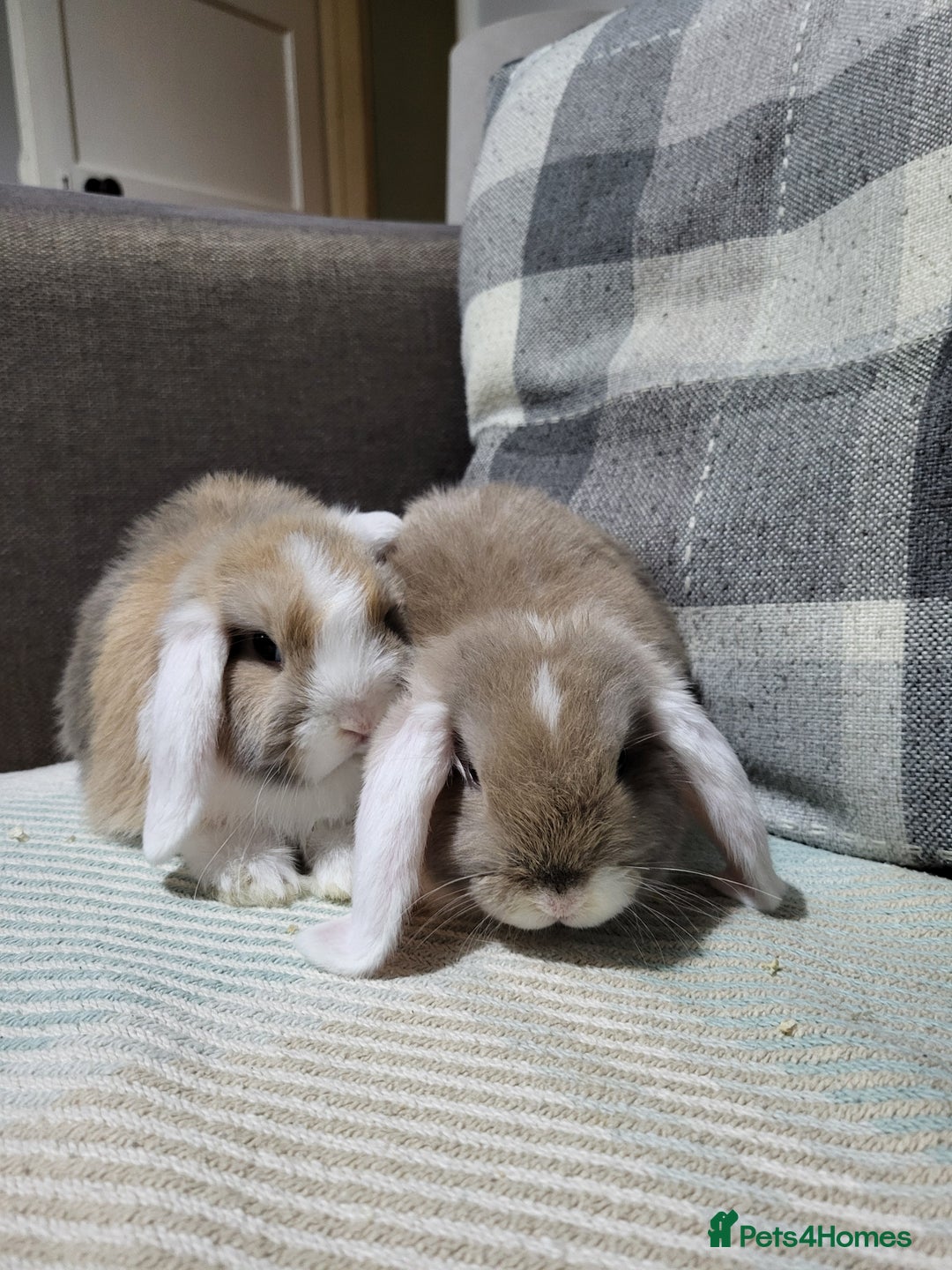 Mini Lop rabbits for sale: Beautiful Sister Mini Lops  - Image 2