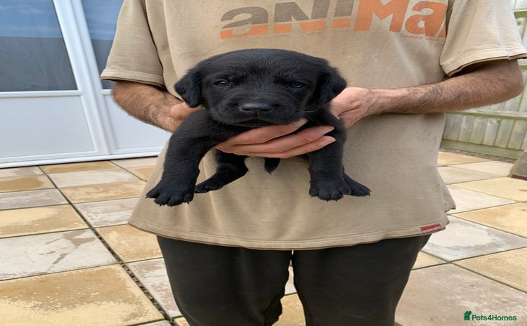 Labrador Retriever dogs - Advert 2